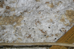 IMG_1605, Squirrel Feces and Urine.JPG